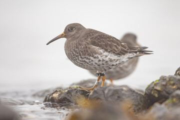 Obraz premium Purple sandpiper (Calidris maritima)