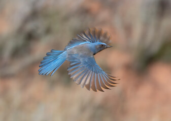 Mountain Bluebird