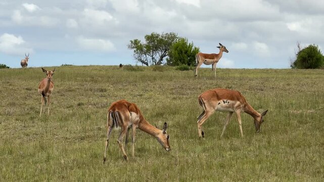 Impala Grazing in the South African Bush (Aepyceros melampus)