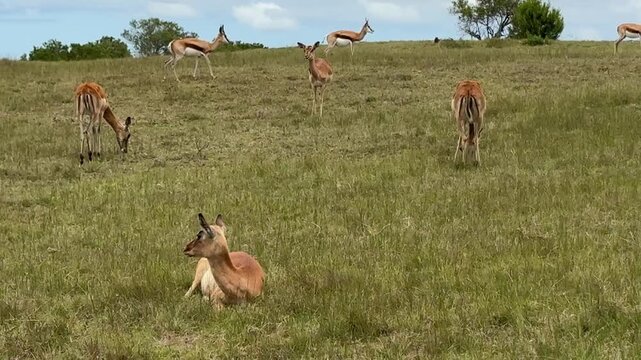 Impala Grazing in the South African Bush (Aepyceros melampus)