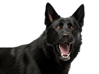 Majestic, attentive black German Shepherd dog with a short, sleek coat and intelligent amber eyes, is depicted in a happy, open-mouthed expression with a, isolated on transparent background.