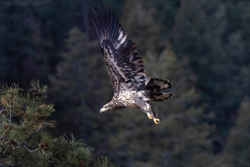 Juvi Bald Eagle
