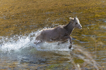 Bighorn Sheep