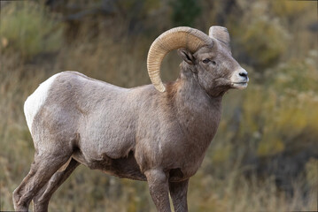 Bighorn Sheep