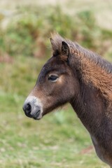 Fototapeta premium Head shot of a young Exmoor pony in the wild