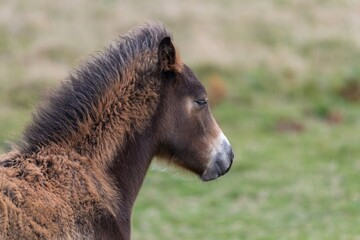 Fototapeta premium Head shot of an Exmoor pony in the wild