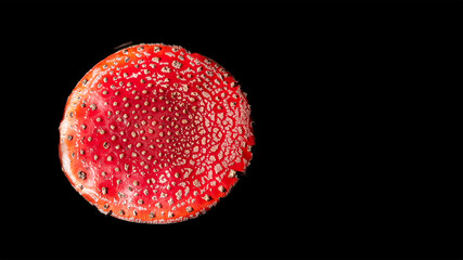 Red fly agaric with white spots