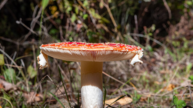 Red death cap with white spots