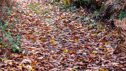Leaves falling during autumn, melancholy