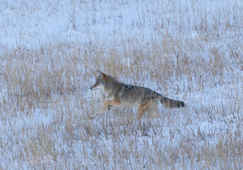 Coyote at Winter Dawn