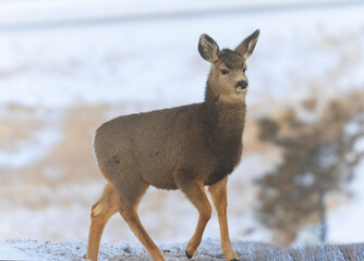 Mule Deer Herd