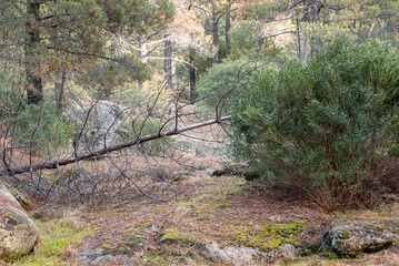Autumn forest scene with fallen tree trunks