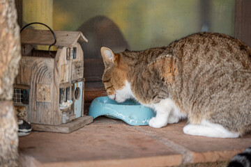 Cat enjoying its meal at home © EMILIA