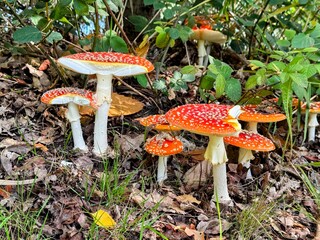 Group of fly agaric fungi in woodland setting