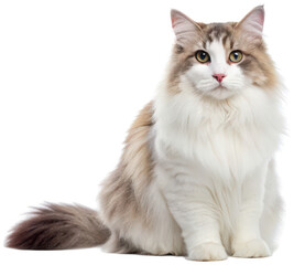 Obraz premium Fluffy domestic long-haired cat with striking green eyes and a bifurcated, digitally distorted background, seated on a black surface and captured in sharp focus, isolated on transparent background.