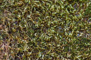 Entodon seductrix moss background, natural moss texture green background