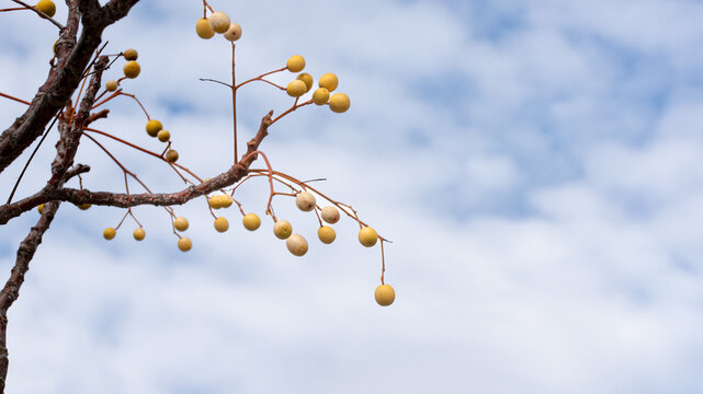 Fruit of the Chinaberry Tree (Melia azedarach)