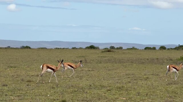 Springboks Grazing in the South African Bush (Antidorcas marsupialis)