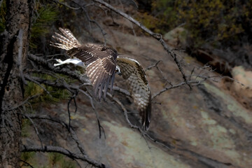 Osprey in Flight