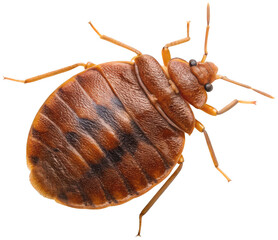 Macro photograph of a reddish-brown bed bug with segmented body and thin legs, captured in sharp focus , showcasing its textured exoskeleton and antennae,, isolated on transparent background.