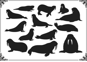 Silhouettes of Walruses in Various Poses – Marine Mammal Illustration Featuring Tusks, Flippers, and Body Shapes for Wildlife Education, Design, and Nature Art © Hasem Creative