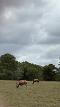 Bonteboks Grazing in the South African Bush (Damaliscus pygargus)