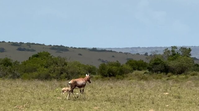 Bonteboks and Baby Grazing in the South African Bush (Damaliscus pygargus)