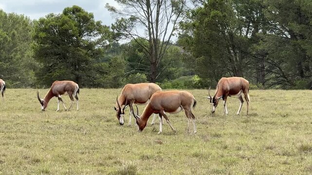 Bonteboks Grazing in the South African Bush (Damaliscus pygargus)