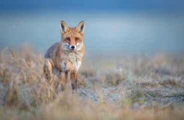 Naklejka premium Red fox ( Vulpes vulpes ) in winter scenery