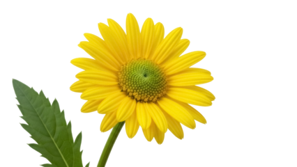 Bright yellow Rudbeckia hirta flower PNG isolated on transparent background, beautiful summer bloom with green center for design projects