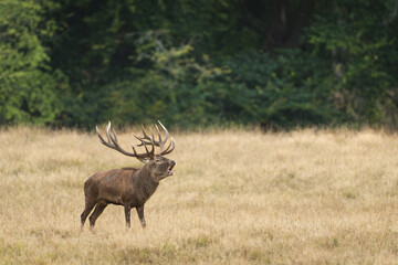 Deer male buck ( Cervus elaphus ) during rut