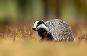 Fototapeta premium Badger close up ( Meles meles )