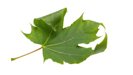 Green maple leaf PNG isolated on transparent background, vibrant foliage with detailed veins for nature-themed designs and autumn projects