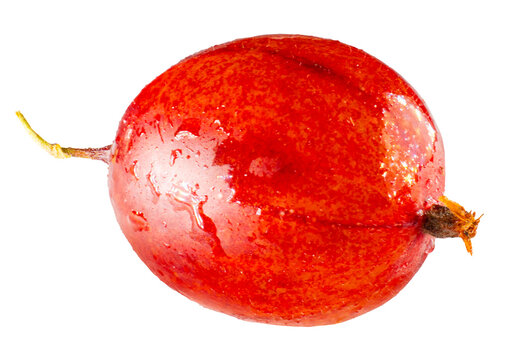Fresh ripe red gooseberry with stem and water drops closeup macro isolated on transparent background