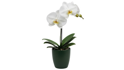 Elegant white orchid in green pot isolated PNG, delicate phalaenopsis flower arrangement on transparent background for home decor and botanical design