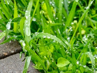 Fototapeta premium Dew drops on young green leaves of grass in morning after rain
