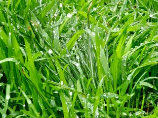 Obraz premium Dew drops on young green leaves of grass in the morning after rain