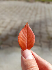 Hand holding a single orange leaf in autumn colors.