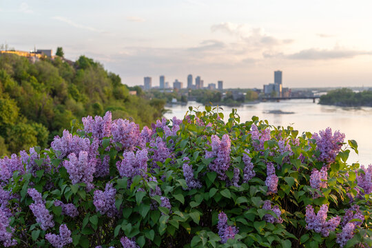 Ottawa in spring. Canadian capital cityscape with blooming lilacs in park. City view in downtown.