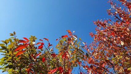 Cherry tree leaves changing color in autumn season