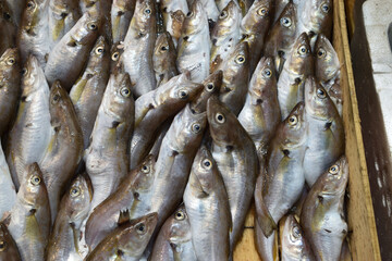 Obraz premium Fresh whiting fish displayed in vertical arrangement at market.
