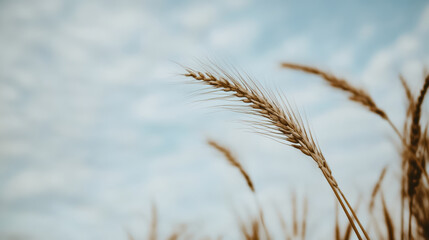 Golden wheat field under dramatic cloudy sky with gentle breeze and warm light