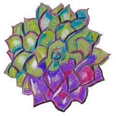 Hand-Drawn Succulent Plant