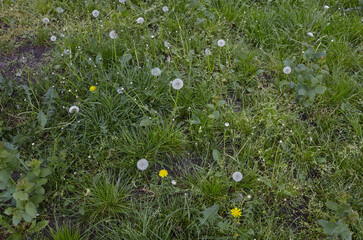 White fluffy dandelions on a background of green grass at spring. Dandelion flowers with flying feathers