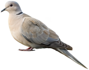 Naturalistic full-bodied Euraasian collared dove with subtle grey and beige plumage, perching gracefully on a dark, solid surface against a fragmented, pixelated, isolated on transparent background.