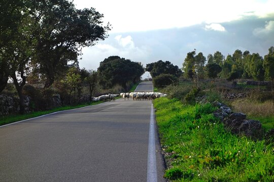 Sheep walking along a rural road on Sardinia Island near Macomer, Nuoro, Italy