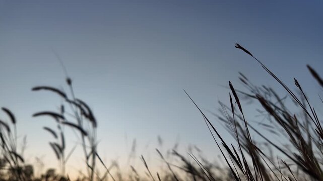 Serene landscape of tall grass swaying gently in breeze against tranquil dusk sky, inviting reflection and connection to nature in this peaceful outdoor field scene