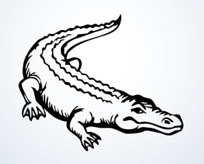 Vector drawing. The crocodile lies on the ground