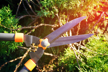 Cutting branches on Arborvitae use Garden Shears. Trimming Ornamental thuja in garden. Cut branch use Long Handle Hedge Shears. Pruning tree with clippers on backyard. Pruning  tools. Landscapeng.