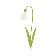 White snowdrop flower illustration in flat vector style with green leaves, early spring symbol of renewal and hope, snowdrop isolated on white background